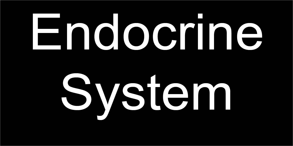 endocrine system