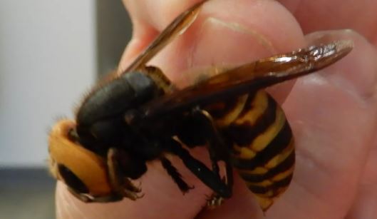 the world's largest hornets 
